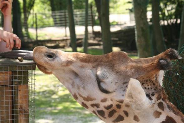 Zoo Schmiding - 