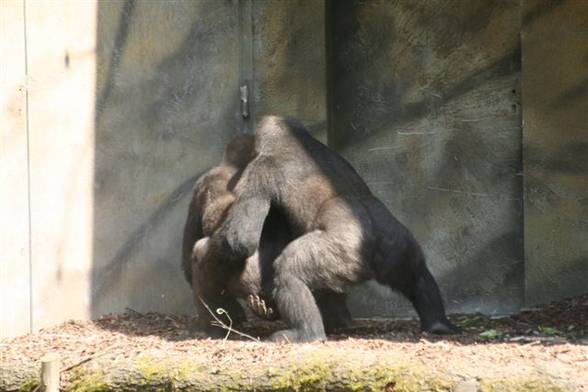 Zoo Schmiding - 