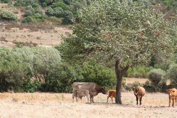 SARDINIEN 2006 - 