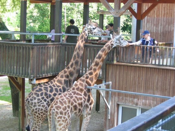 Tierpark - 