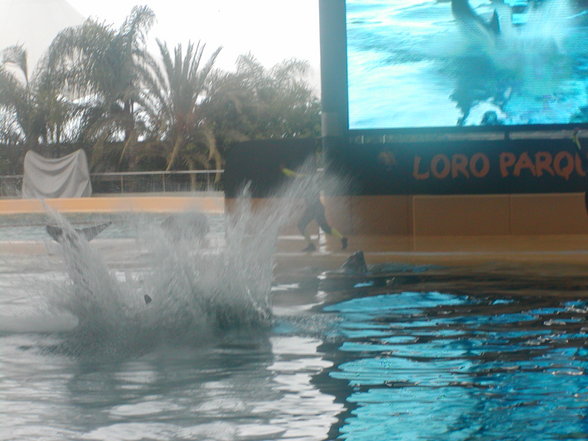 LORO PARK teneriffe - 