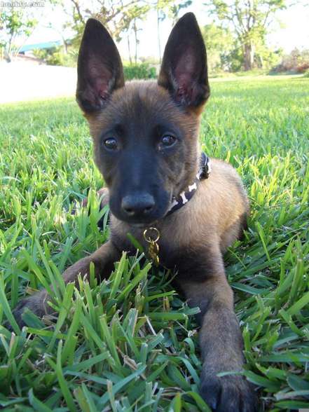 malinois Pic´s - 