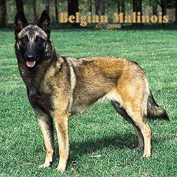 malinois Pic´s - 