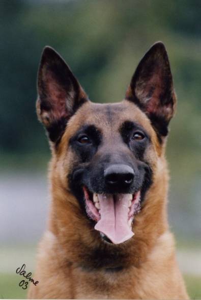 malinois Pic´s - 