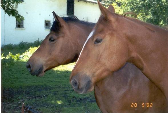 Horses - 