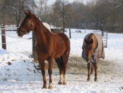 Horses - 