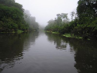 Amazonas - 