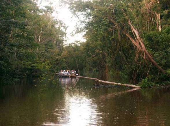 Amazonas - 