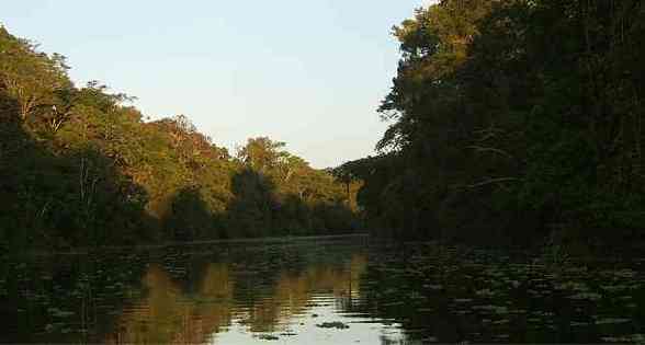 Amazonas - 