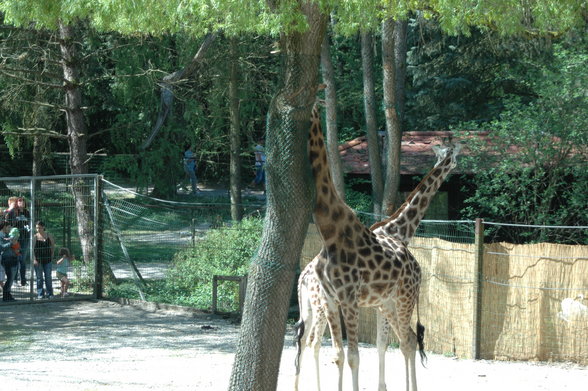 ZOO SCHMIDING - 