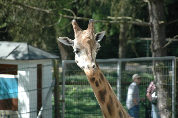 ZOO SCHMIDING - 