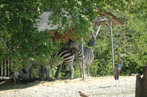 ZOO SCHMIDING - 