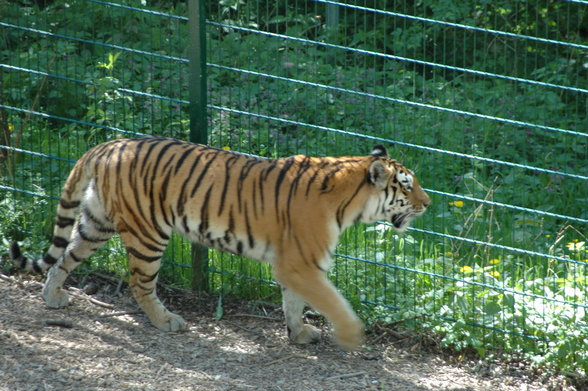 ZOO SCHMIDING - 