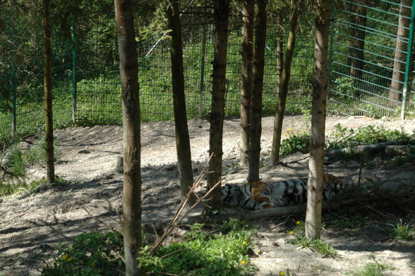 ZOO SCHMIDING - 