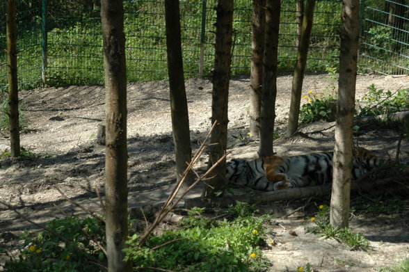 ZOO SCHMIDING - 