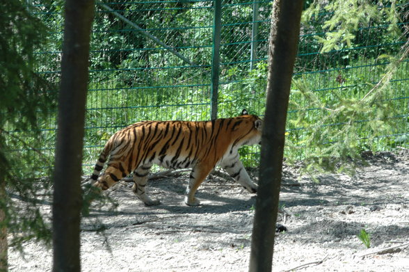 ZOO SCHMIDING - 