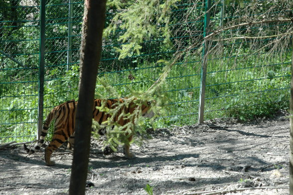 ZOO SCHMIDING - 