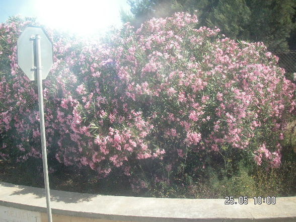 MaLtA  - 