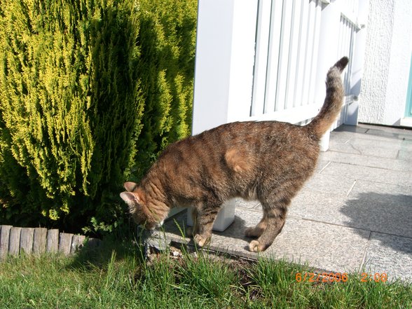 Jeany- Meine süße Maus - 