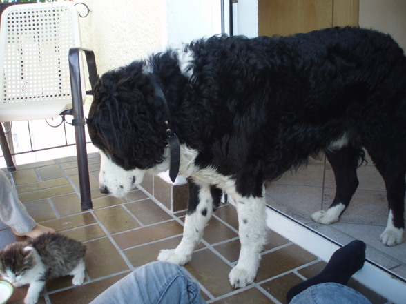 My Dog & Cat´s - 