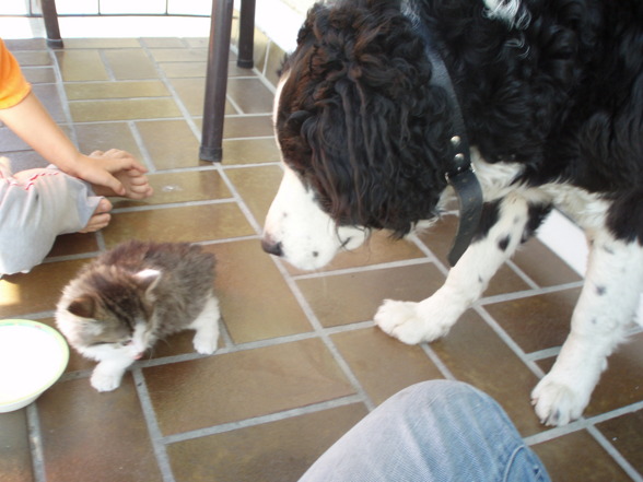 My Dog & Cat´s - 