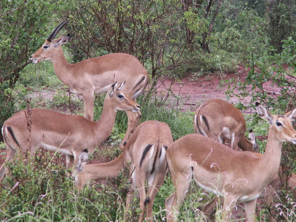 Urlaub in Kenia - 