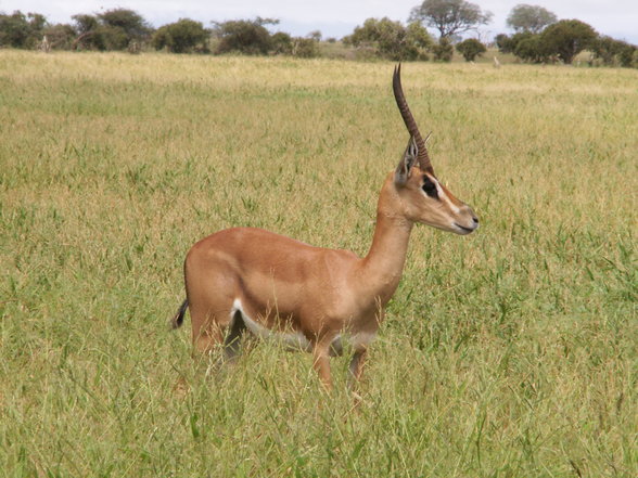 Urlaub in Kenia - 