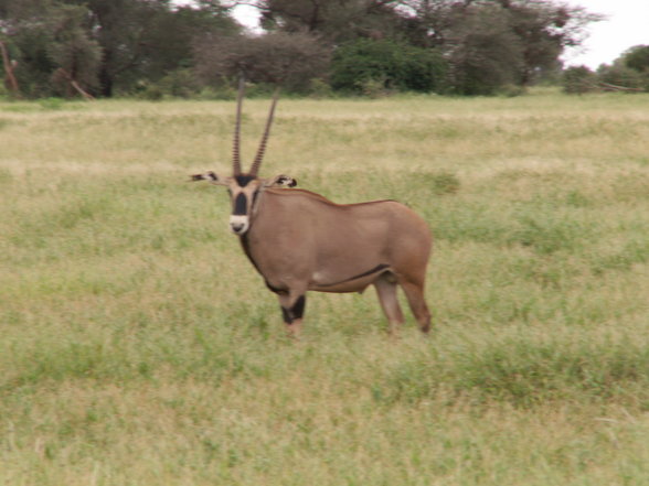 Urlaub in Kenia - 