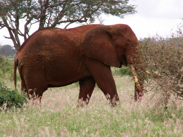 Urlaub in Kenia - 