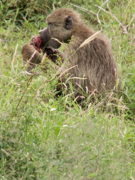 Urlaub in Kenia - 