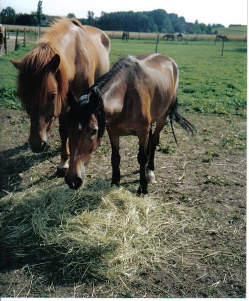 mei 2. große liebe :) - 