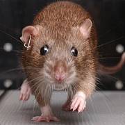 ratte - 