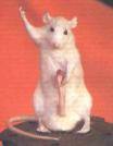 ratte - 