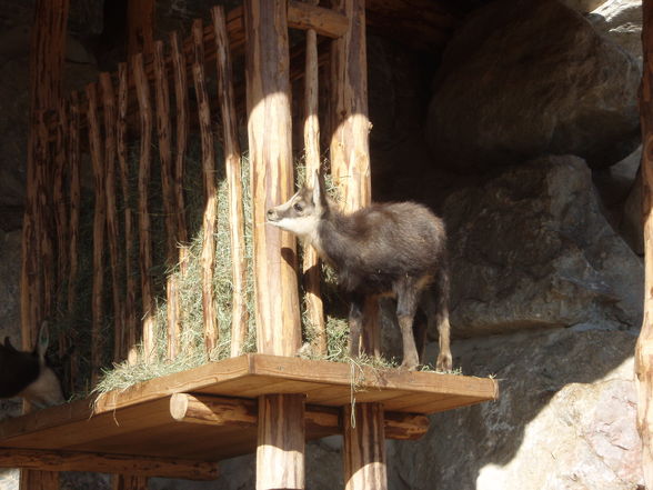 Tirol, Weihnachten, Obertauern 08 - 