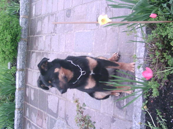 Me hund CINDY!!!! - 