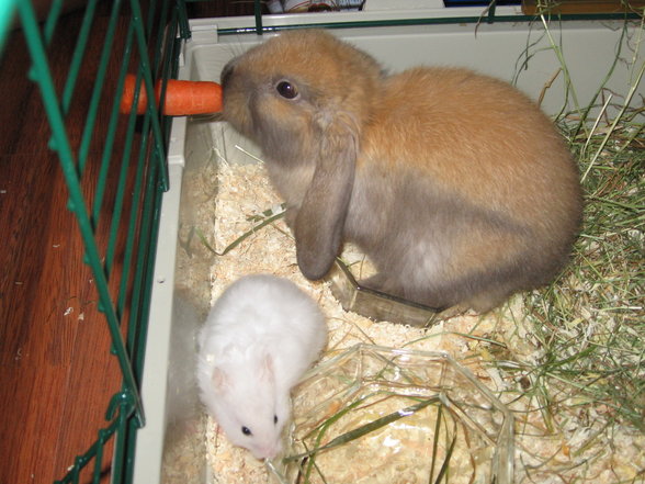 Herr Hase & Herr Hamster - 