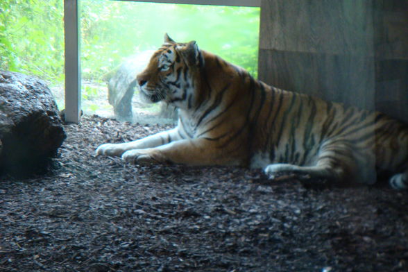 Tierpark Schönbrun - 