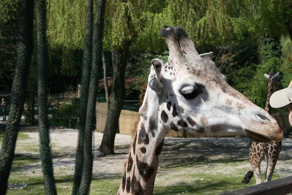 Schmidinger Zoo - 