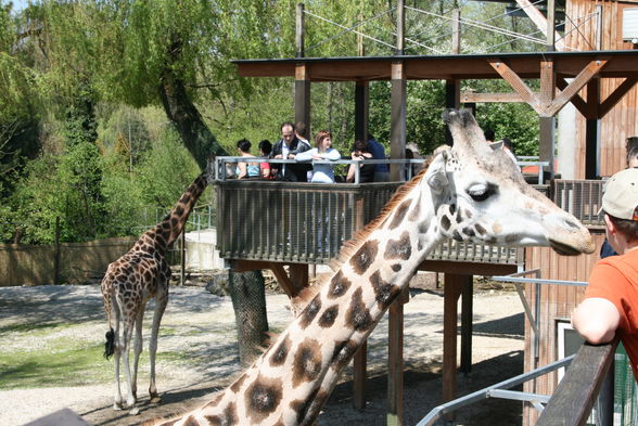 Schmidinger Zoo - 