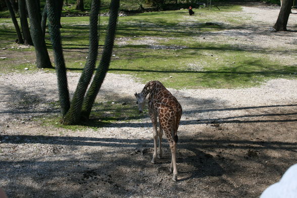 Schmidinger Zoo - 