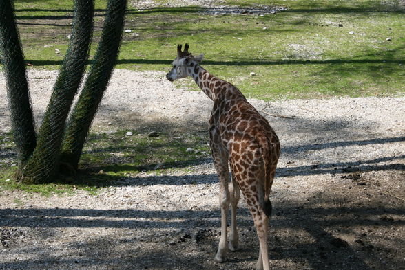 Schmidinger Zoo - 