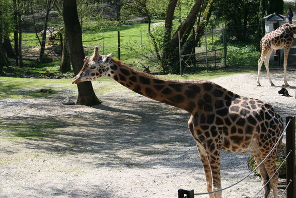 Schmidinger Zoo - 