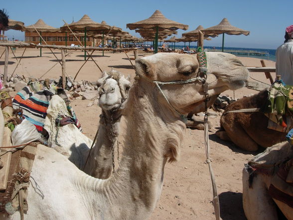 Sharm el Sheikh 2009 - 