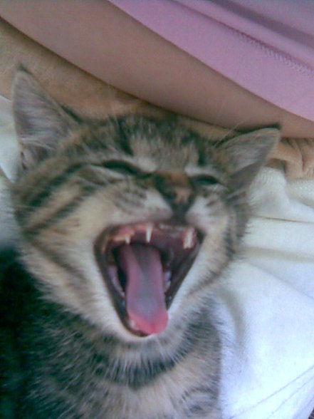 böse katze - 
