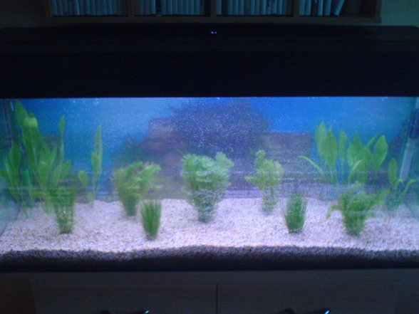 Mein Aquarium - 