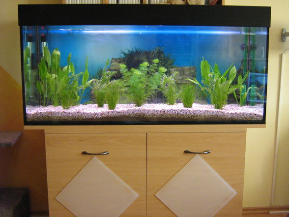 Mein Aquarium - 