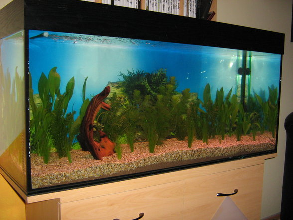 Mein Aquarium - 