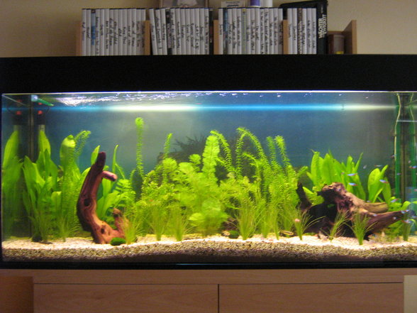 Mein Aquarium - 