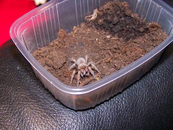 Meine kleine Smithi..... - 