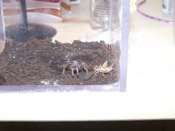 Meine kleine Smithi..... - 